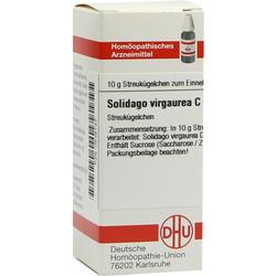 SOLIDAGO VIRGA C200