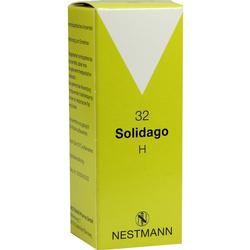 SOLIDAGO H 32