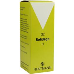 SOLIDAGO H 32