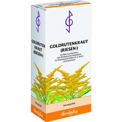 GOLDRUTENKRAUT RIESEN